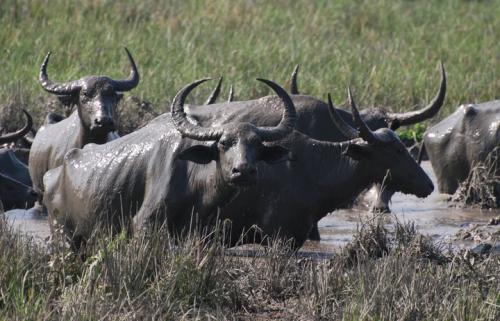 Wild buffaloes in pobitora wildlife sanctuary assam