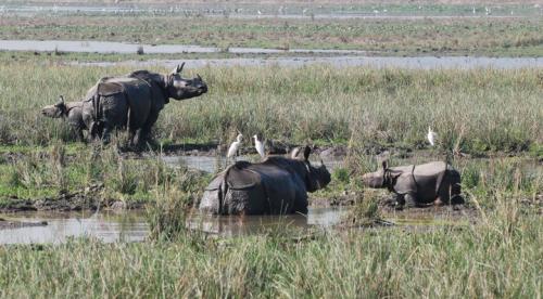 One horned rhinos in pobitora wildlife sanctuary assam