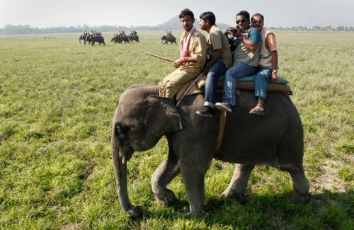 Elephant safari in pobitora wildlife sanctuary assam