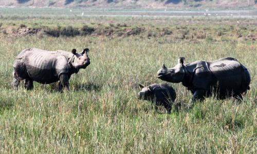 One horned rhinos in pobitora wildlife sanctuary assam