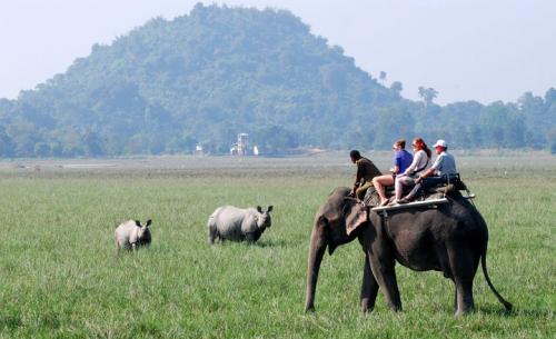 Elephant safari in pobitora wildlife sanctuary assam