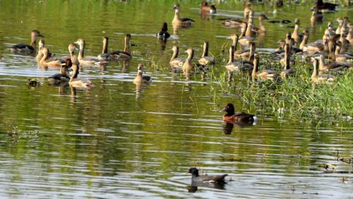 Migratory birds in pobitora wildlife sanctuary