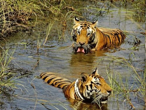 Tigers in Manas National Park