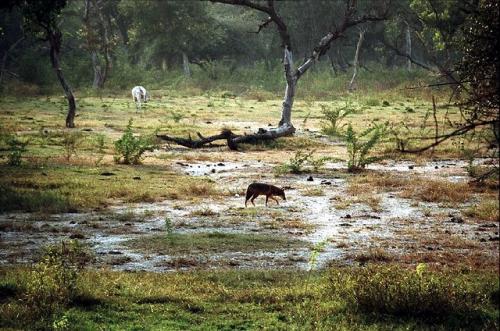 Manas National Park