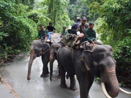 Elephant safari in Manas National Park