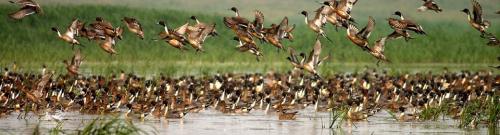 Migratory birds in panidihing Bird Sanctuary
