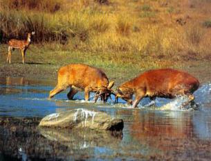 Deer Fighting in Kaziranga National Park