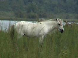 Wild Horse In Dibru Saikhowa National Park