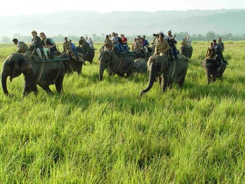 Foreign tourist enjoying elephant safari in kaziranga national park