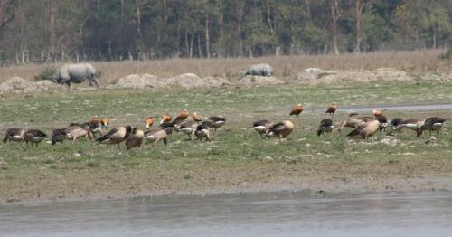 A group migratory birds having a pleasant time at Pobitora National Park in Assam