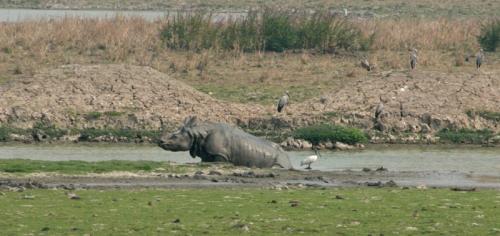 A rhino comes out of mud at Pobitora National Park in Assam