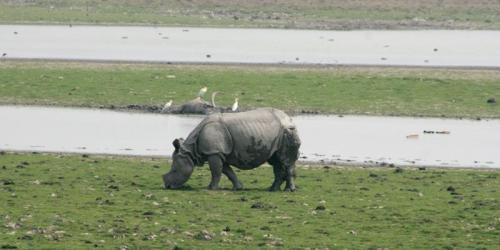 A rhino grazing at Pobitora National Park in Assam