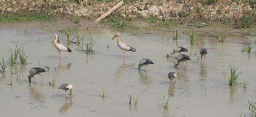 Migratory birds hunting for fishes at Pobitora National Park in Assam
