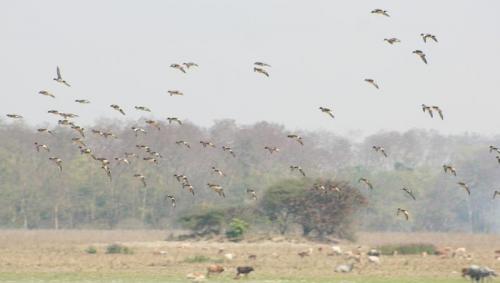 Migratory birds at Pobitora National Park in Assam