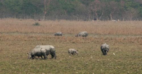 Rhinos grazing at Pobitora National Park in Assam