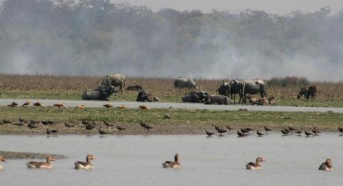 Wild buffaloes and migratory birds having a pleasant time at Pobitora National Park in Assam
