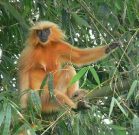 Golden langur in assam Chakrashila Wildlife Sanctuary