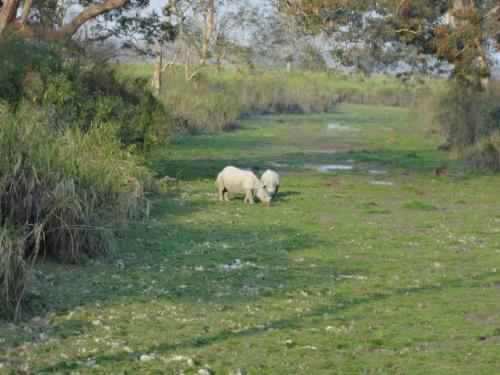 Couple of Rhinos In Pobitora Wildlife Sanctuary