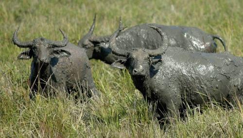 Wild Buffaloes in Orang National Park