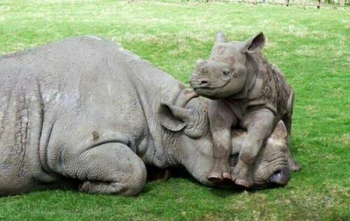 Rhinoceros in Orang National Park