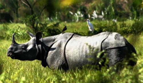 Rhinoceros in Orang National Park