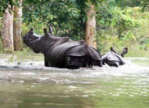 Rhinoceros in Orang National Park