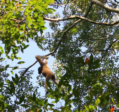 Hollongapar Gibbon Wildlife Sanctuary