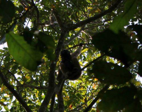 Hollongapar Gibbon Wildlife Sanctuary