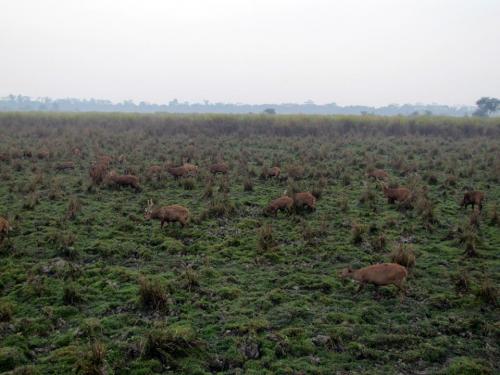 Deers at kaziranga national park