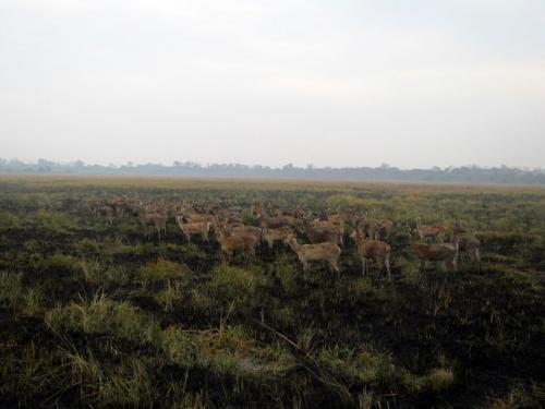 Deers at kaziranga national park