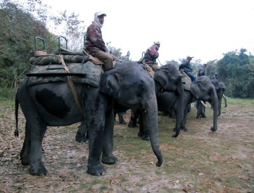 Domestic elephants line up for jungle safari at kaziranga national park