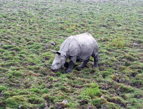 One horned rhino at kaziranga national park