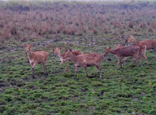 Deers at kaziranga national park