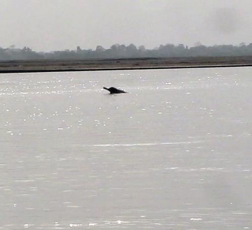 Endangered River Dolphin in Dibru-Saikhowa National Park 