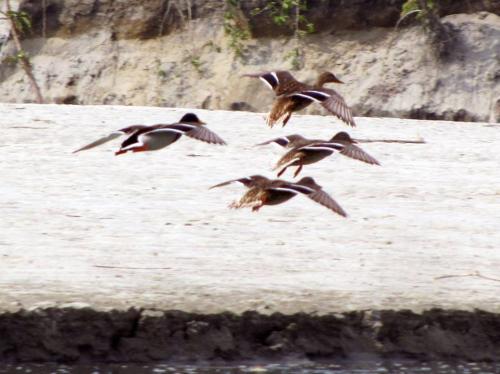 Falcated Duck in Dibru-Saikhowa National Park 