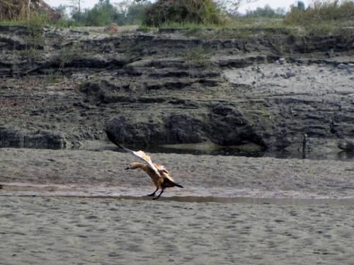 Ruddy Shel Duck in Dibru-Saikhowa National Park