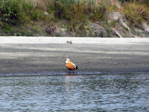 Ruddy Shel Duck in Dibru-Saikhowa National Park