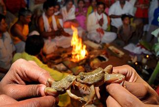 Bhekuli Biya Or Frog Weddings in Assam