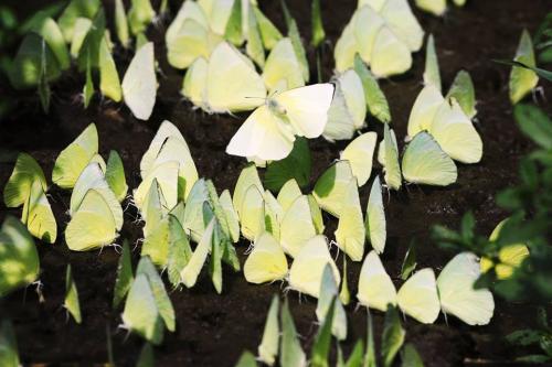 Tree yellow butterflies (gancana harina) at Amchang wildlife sanctuary Assam