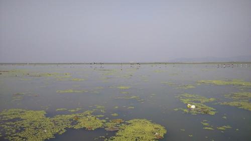 Deepor Beel Birds Sanctuary