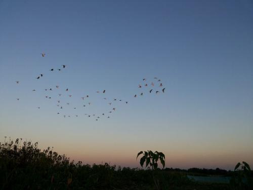 Panidihing Bird Sanctuary