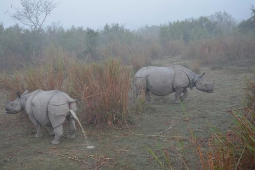 Couple of Rhinos In Pobitora Wildlife Sanctuary