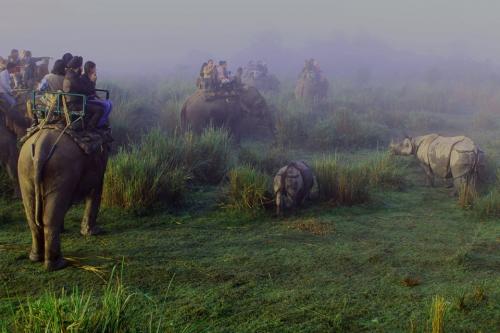 Tourist Enjoying Elephant Safari In Kaziranga National Park