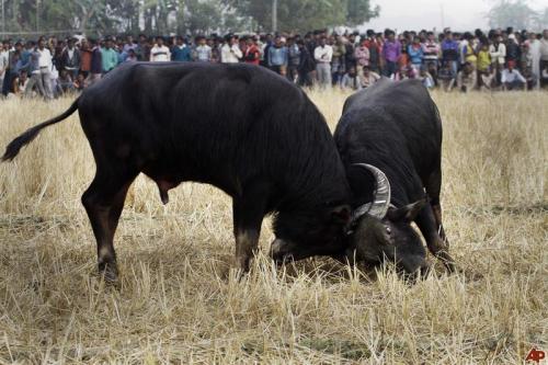 Mohor juj (Traditional Buffalo fighting in magh bihu)