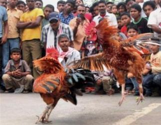 Kukura juj (Traditional Cock fight in magh bihu)