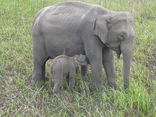 Elephant in Kaziranga National Park