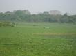 One horned Rhinos in Kaziranga National Park