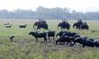 Wild buffaloes in pobitora wildlife sanctuary assam