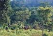 Dense forest of amchang wildlife sanctuary