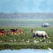 Rhino and Deer in Kaziranga National Park